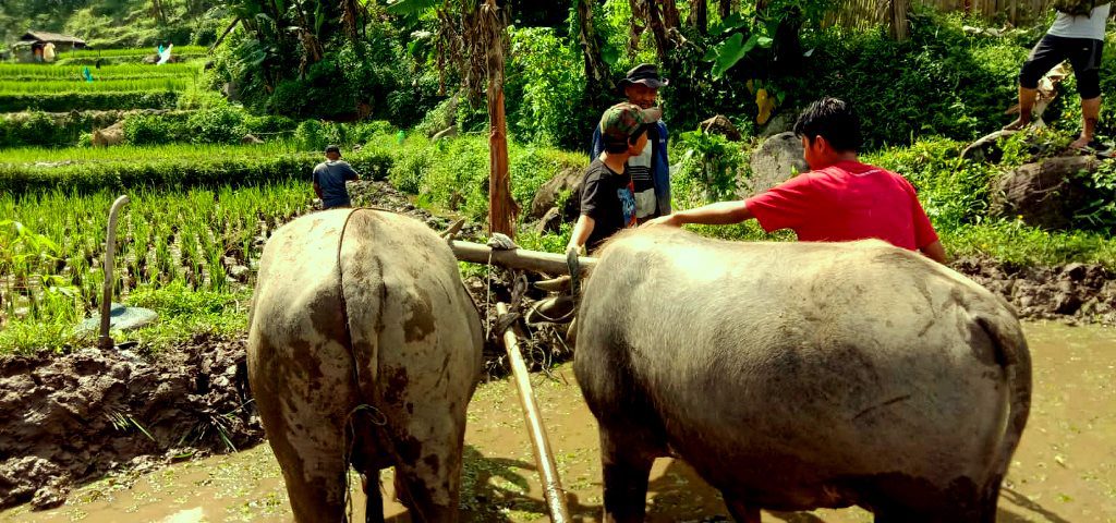 Outbound Edukasi Bajak sawah